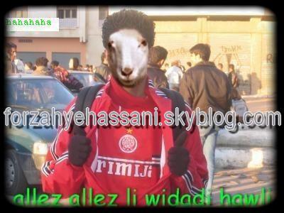 widadi hawli